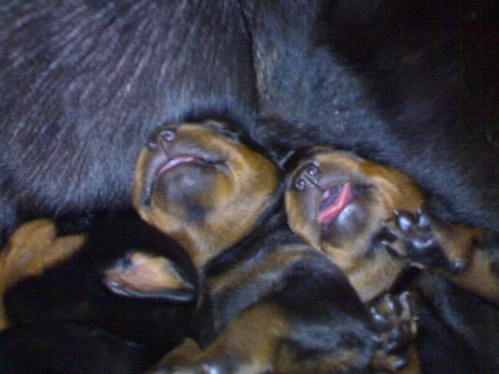 Rottweiler Von Hause Nomis Ginne (Tu - mig og min søster .. 5 dage gamle billede 8