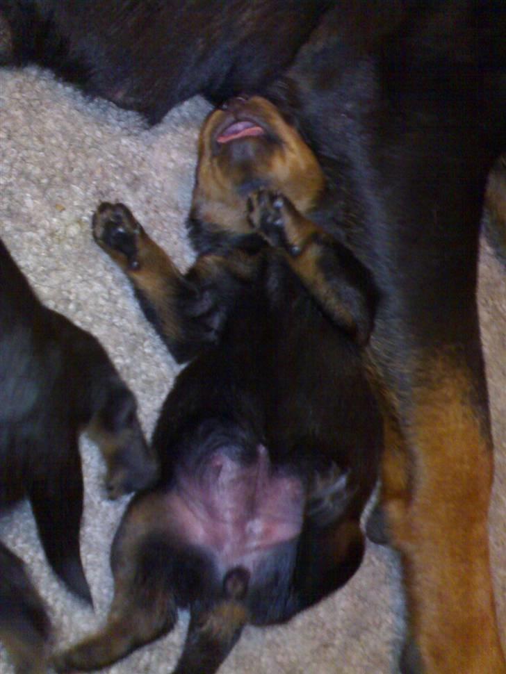 Rottweiler Von Hause Nomis Ginne (Tu - 5 dage gammel.. jeg kan godt lide at sove på ryggen billede 9