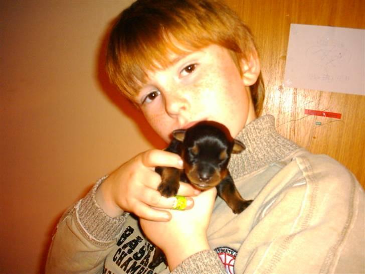 Rottweiler Von Hause Nomis Ginne (Tu - 3 dage gammel.. jeg er den mindste i kuldet men nøjjjj hvor er jeg nuttet :o) det er min bedste menneskeven Jacob der holder mig billede 10