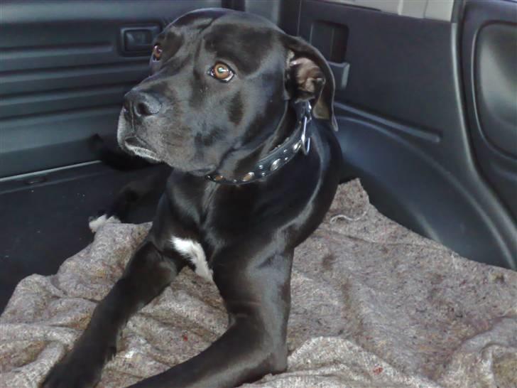 Blanding af racer Koda billede 1