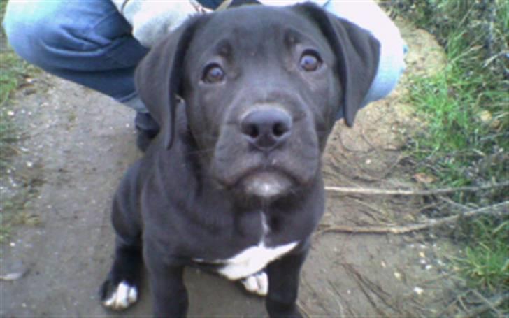 Blanding af racer Koda - Min første tur med mor og far, Jeg var lidt bange billede 2