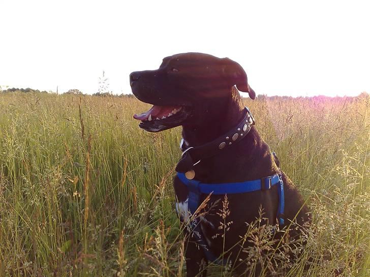 Blanding af racer Koda billede 3