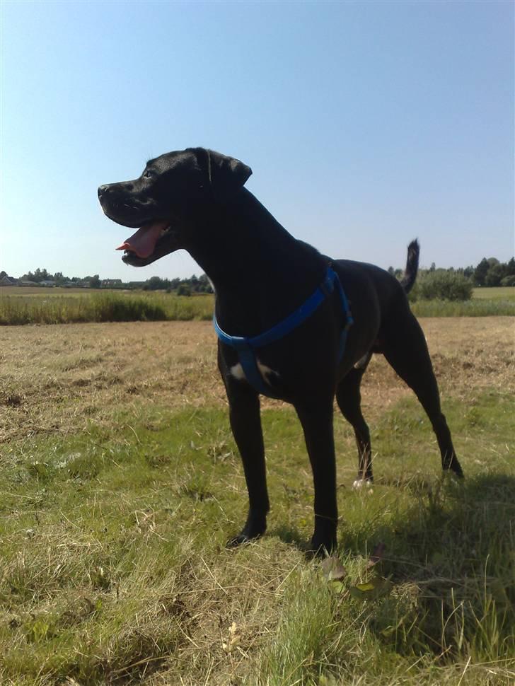 Blanding af racer Koda billede 4