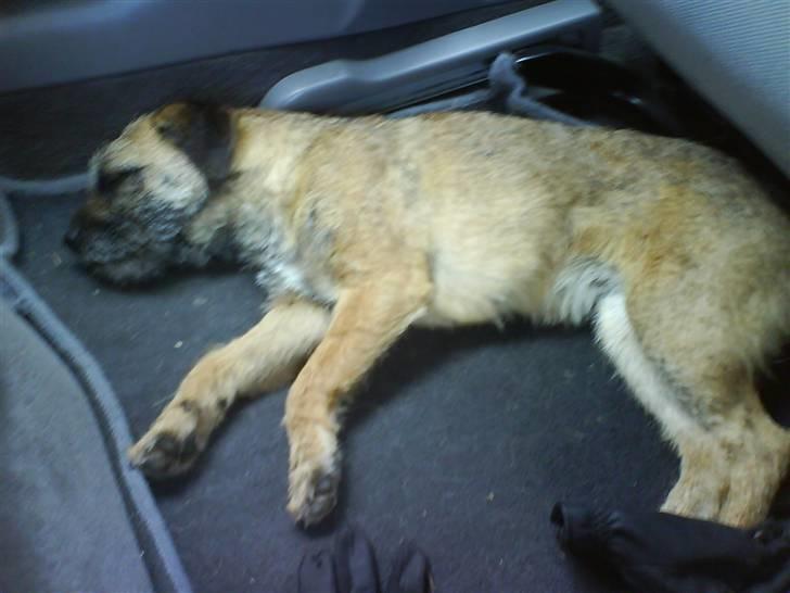 Border terrier Lutra's Victory ( Vicks ) billede 12