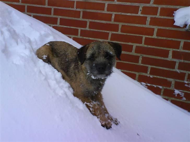 Border terrier Lutra's Victory ( Vicks ) billede 13