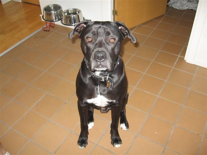 Blanding af racer Koda billede 5