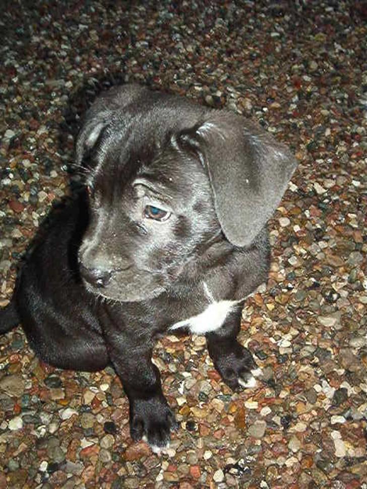 Blanding af racer Koda billede 6