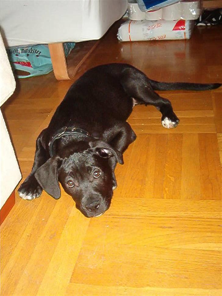 Blanding af racer Koda - ballademager billede 7