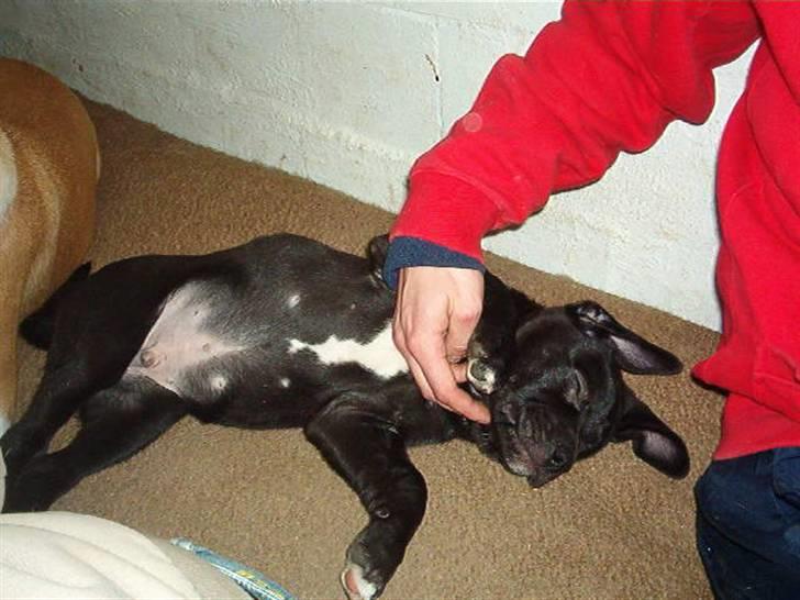 Blanding af racer Koda - Oppe at besøge koda, har ik fået ham med hjem endnu.. billede 8