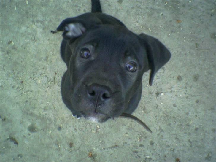 Blanding af racer Koda billede 9