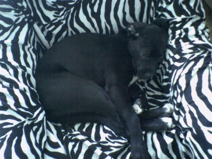 Blanding af racer Koda billede 10