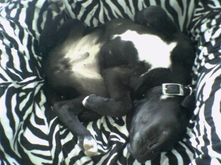 Blanding af racer Koda billede 11