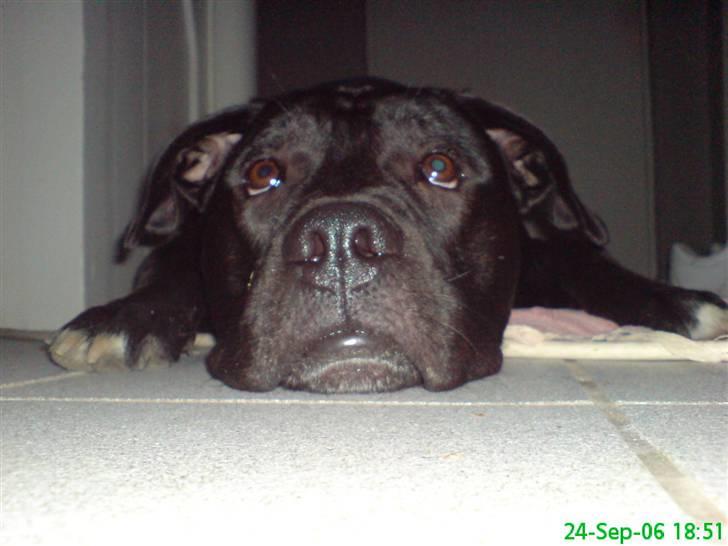 Blanding af racer Koda billede 12