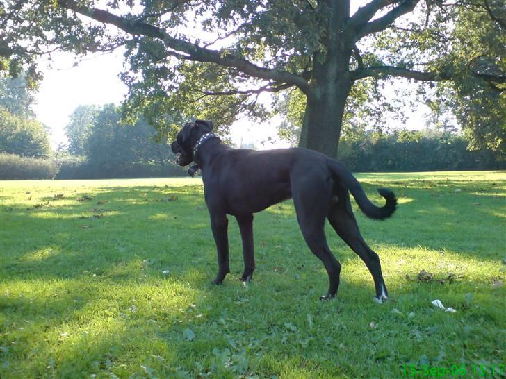 Blanding af racer Koda billede 13