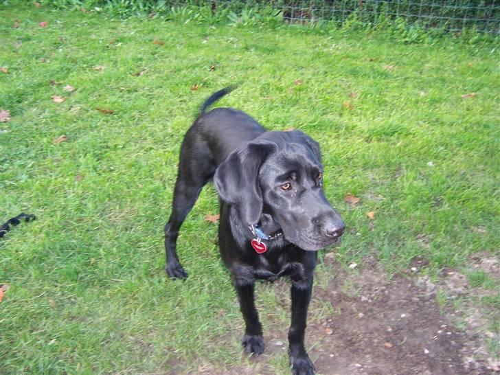 Blanding af racer Jilly - Ja det er så den lille hund. billede 1