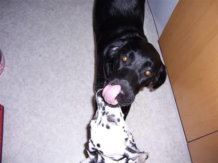 Blanding af racer Jilly - Her er hun sammen med lillesøster som vi elsker at kysse.. billede 3