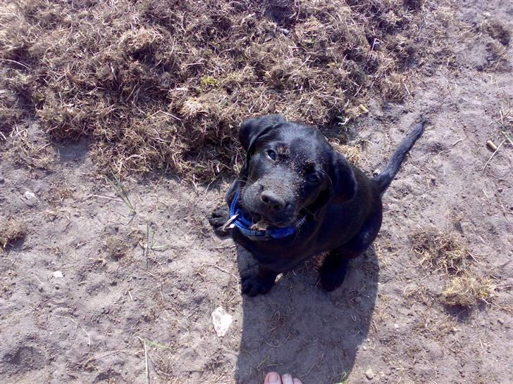 Blanding af racer Jilly - "Gravet!!! Mig??? Nej da!!" billede 4