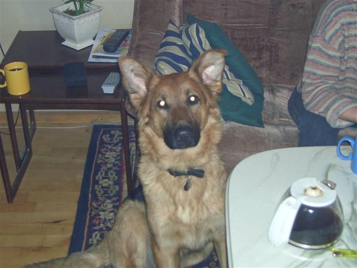 Blanding af racer Trunte - halv frjea halv pjuske :D billede 1