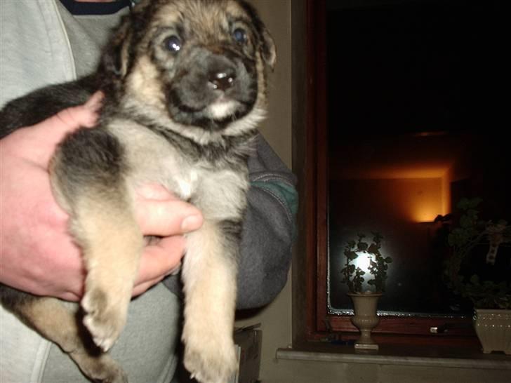 Blanding af racer Trunte - Da hun var hvalp billede 2