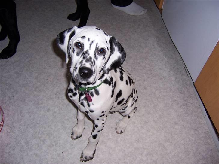 Dalmatiner Gaby - Her er den lille Gaby hund... billede 1
