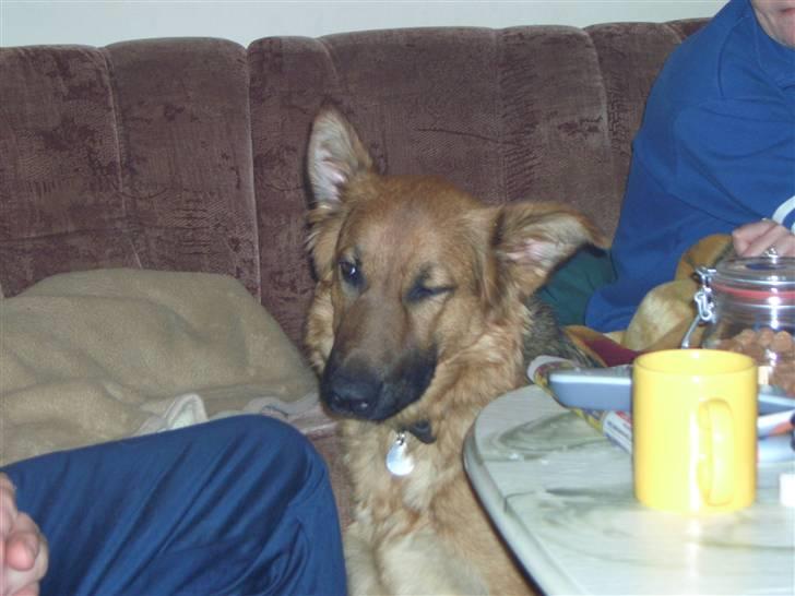 Blanding af racer Trunte billede 3