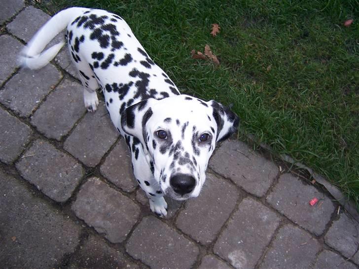 Dalmatiner Gaby billede 2