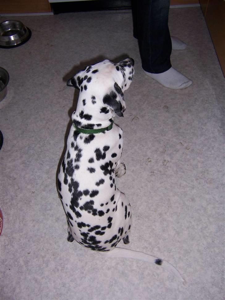 Dalmatiner Gaby - Her venter vi på mad... billede 3