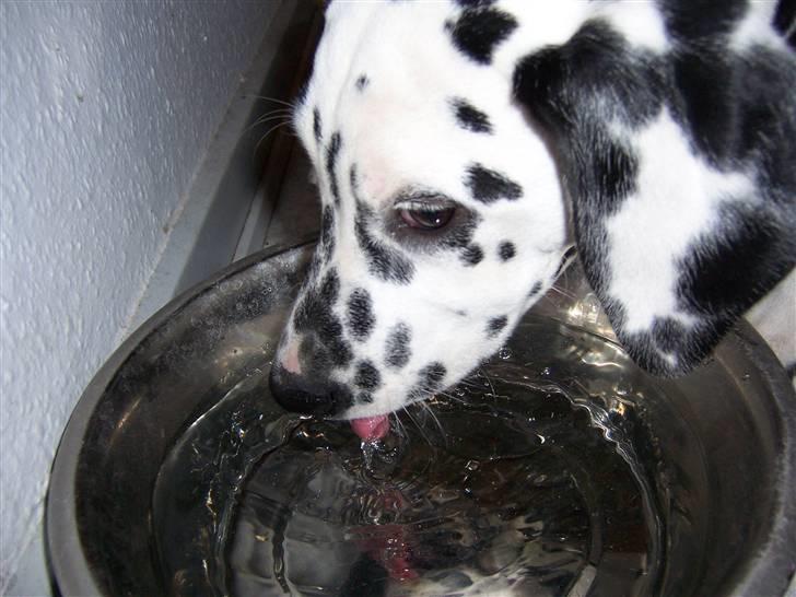 Dalmatiner Gaby - Slurp slurp billede 4