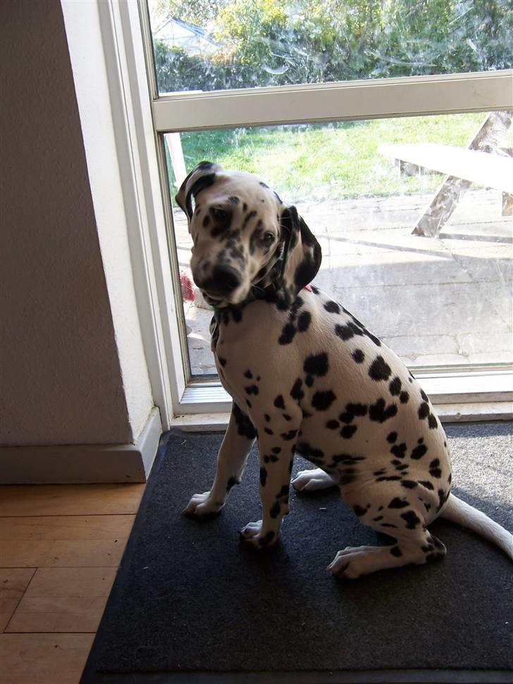 Dalmatiner Gaby - Er hun ikke smuk? billede 5