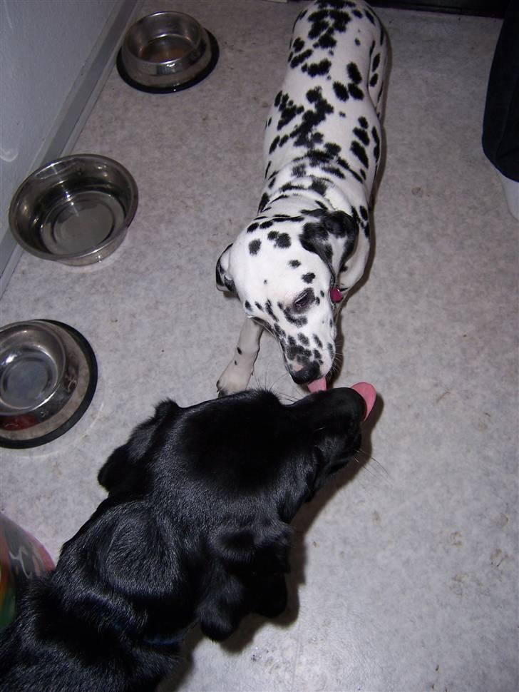 Dalmatiner Gaby - Mange mys til storesøster.. Vi fatter ikke hvorfor.. De har ikke fået mad eller noget... billede 6