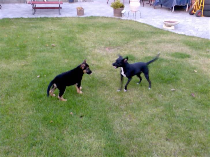 Schæferhund Neela *Himmelhund* - Neela og Mille! billede 5