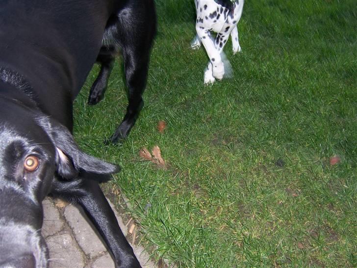 Blanding af racer Jilly - Et typisk Jilly billede... Hvorfor stå stille, når man kan løbe idiotisk rundt sammen med Gaby? billede 7