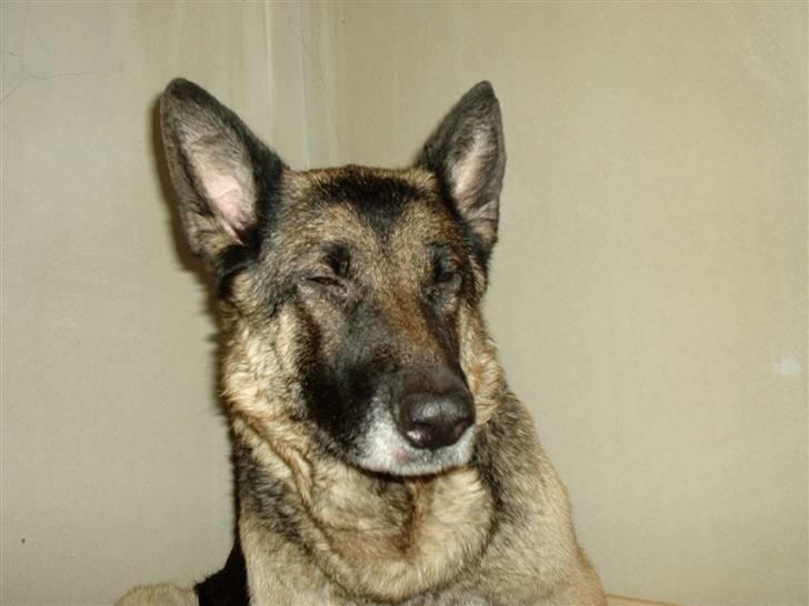 Schæferhund freja - Man kan vel godt blunde lidt mens man amer billede 1