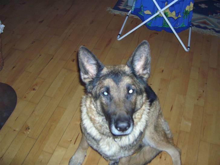 Schæferhund freja - Hva det  billede 2