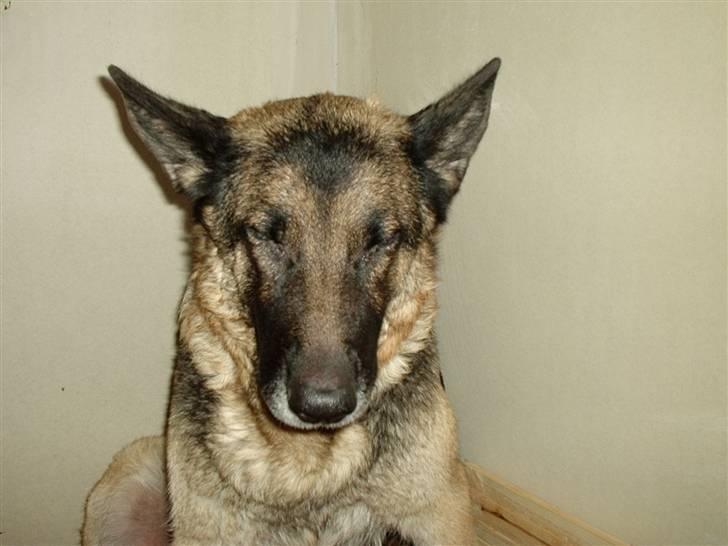 Schæferhund freja - Jeg sover lige lidt er det okay hehe  billede 3