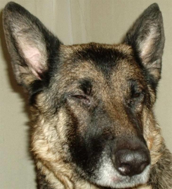 Schæferhund freja billede 4