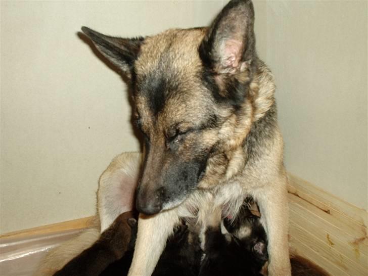 Schæferhund freja - er i der allesammen ? billede 5