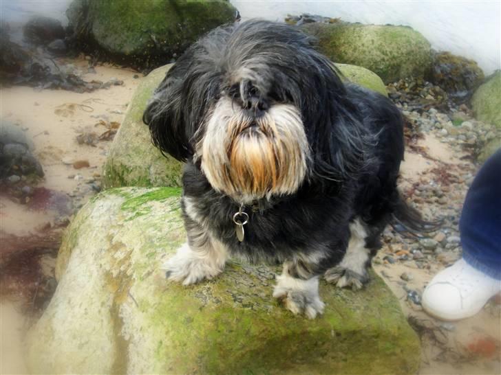 Lhasa apso - kaldenavn Bimmer - Ude i det fri billede 1