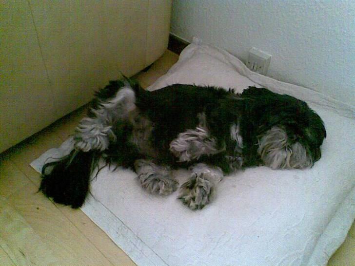 Lhasa apso - kaldenavn Bimmer billede 2