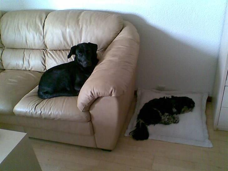 Lhasa apso - kaldenavn Bimmer - Choice og bimmer der ligger og flyder :o) billede 3