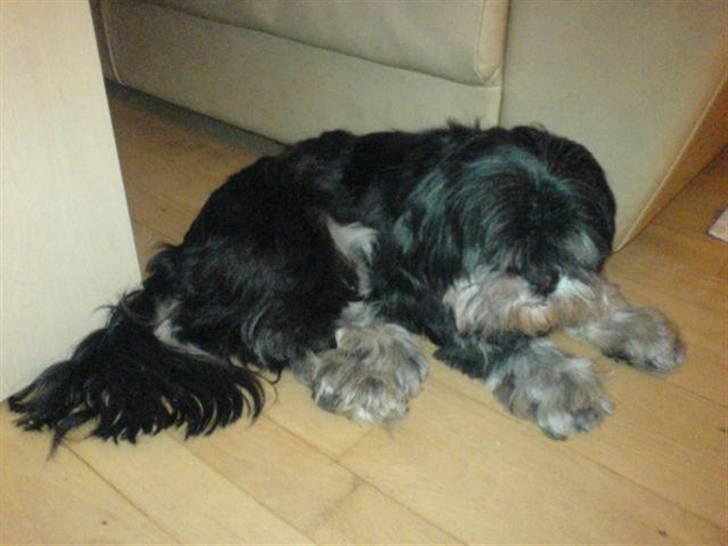 Lhasa apso - kaldenavn Bimmer billede 4