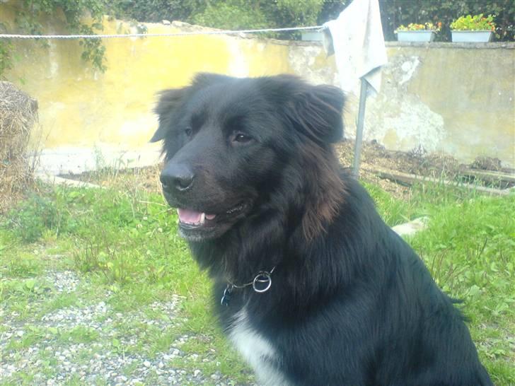 Blanding af racer Milas - 2007 billede 7