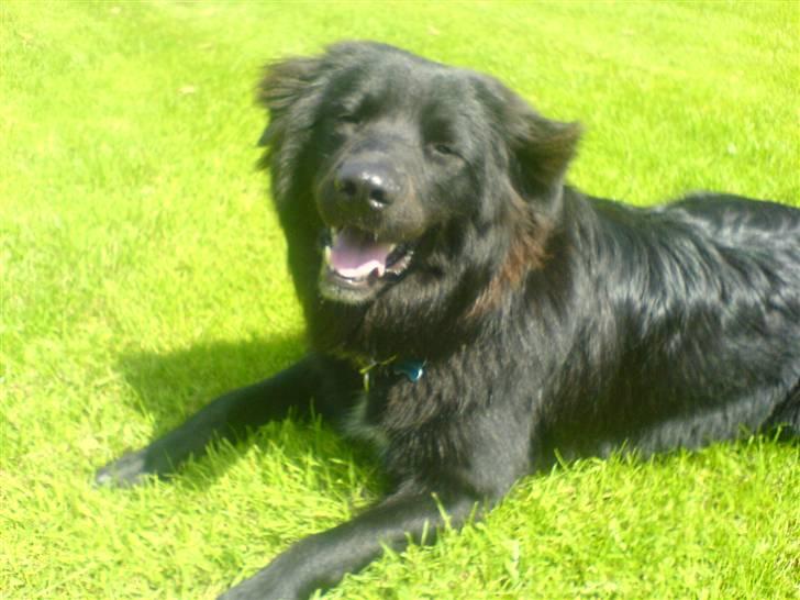 Blanding af racer Milas - 2007 billede 8