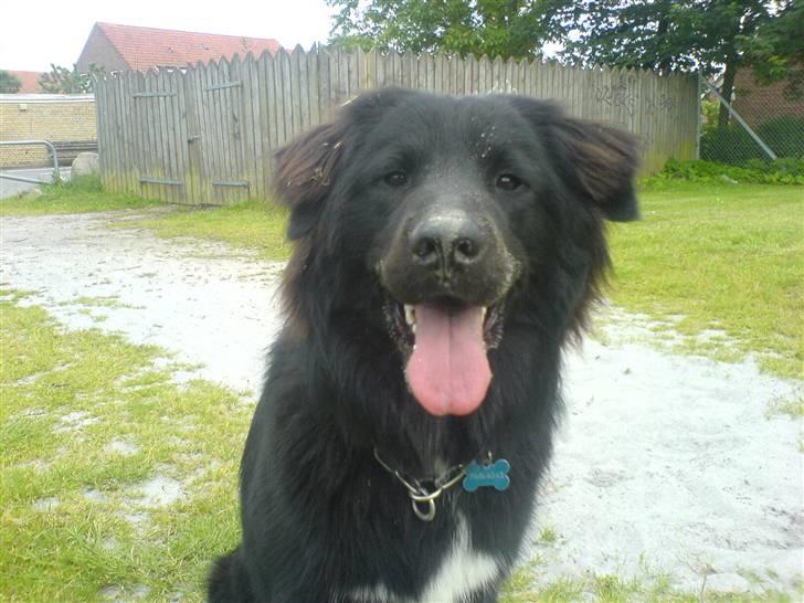 Blanding af racer Milas - Milas 2007 billede 9