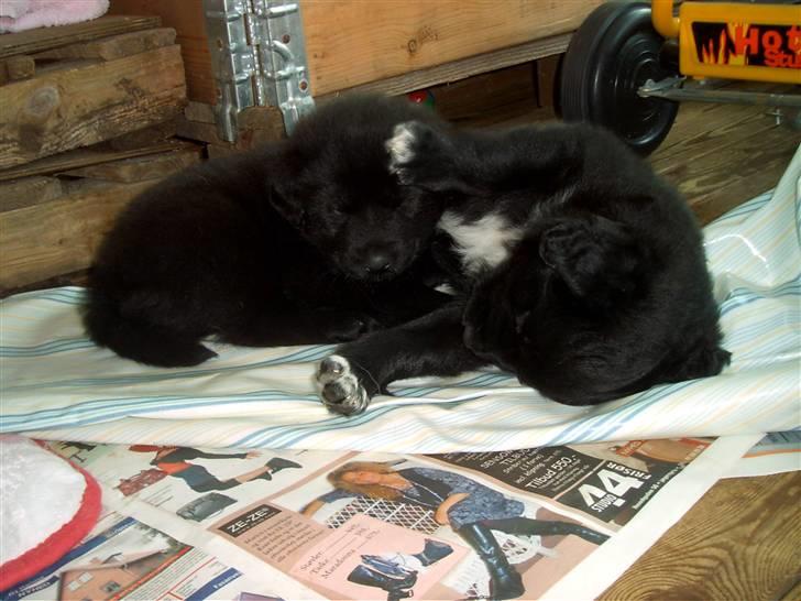 Blanding af racer Milas - Milas og en af hans bror leger. (okt. 2006) Foto: Avler, Anja. billede 11