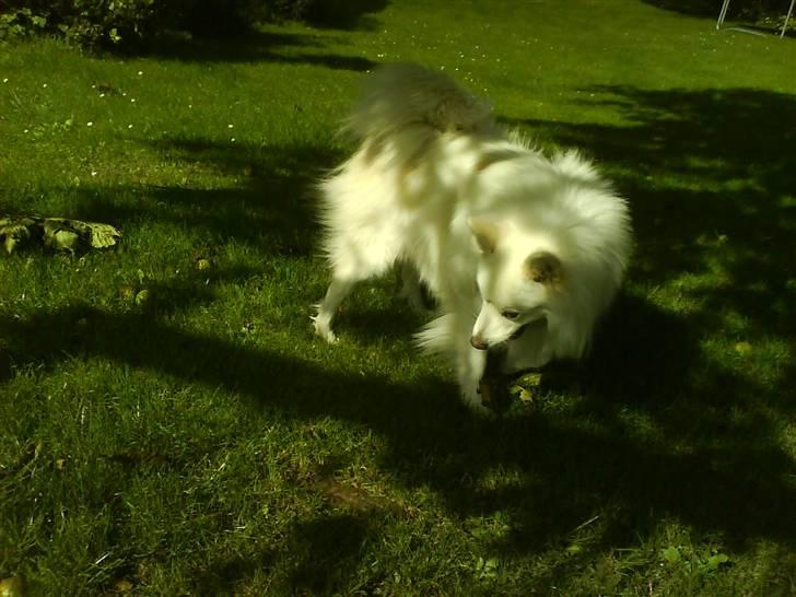 Japansk spids Bongo - det er Bongo, ude på græsset. billede 2