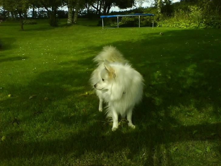 Japansk spids Bongo - det er Bongo i vårs have billede 3