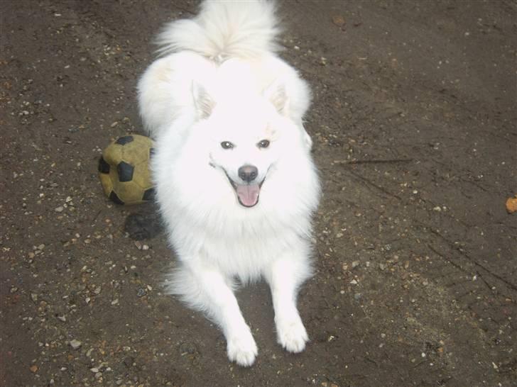 Japansk spids Bongo - det er Bongo  hehe:P....... billede 4