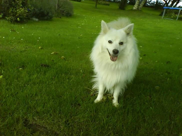 Japansk spids Bongo - det er Bongo i vårs have billede 5