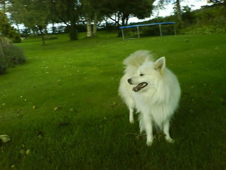 Japansk spids Bongo - det er Bongo, ude på græsset. billede 6